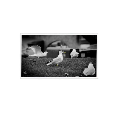 Guter Preis 1200*1920 QV080WUM-N40 8,0 Zoll LCD-Paneldisplay für Pad Tablet Online